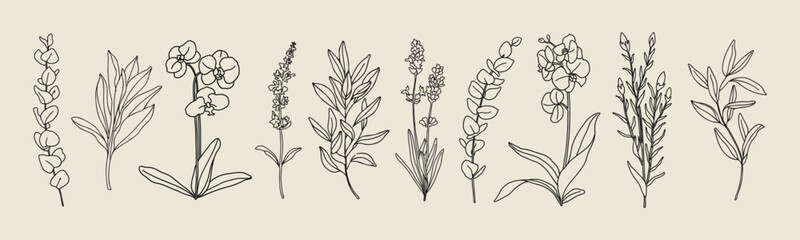 Vector hand painted vanilla orchid and salvia flower and eucalyptus leaves plant illustration. Modern simple outline icons, hand drawn sketch, modern simple logo design