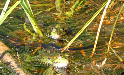 pond frog in habitat water