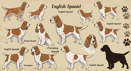 Collection of English Springer Spaniels in Various Poses