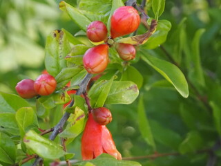 flor del mangrano, árbol productor de la mangrana, de color rojo y protegidos con fuertes hojas verdes, Lérida, Cataluña. España, Europa