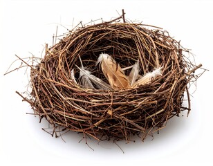Obraz premium Twigs form a bird's nest, softly lined with feathers for gentle bird rest.