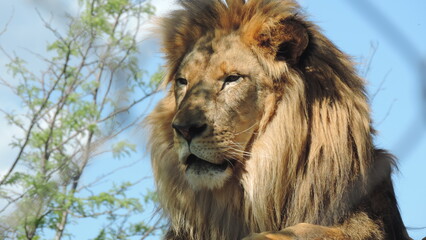 Lion le Roi