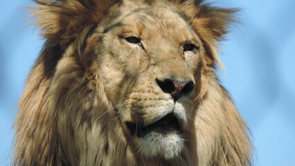 Lion le Roi