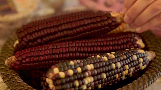 Native Purple Corn Variety Displayed Colombian Agricultural Heritage