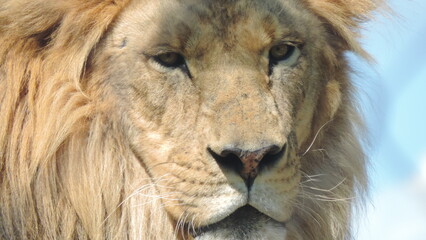 Lion le Roi