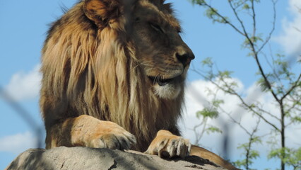 Lion le Roi
