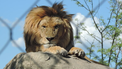 Lion le Roi