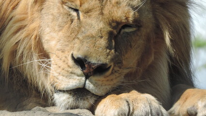 Lion le Roi
