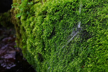 Water Droplets on Lush Green Moss Moisture on Rock