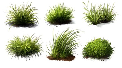 Six high resolution green grass and bush tufts isolated on white background