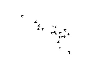png herd of birds fly on clear backgroung