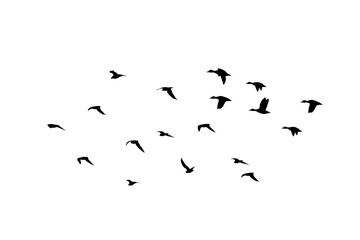 png herd of birds fly on clear backgroung