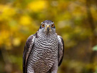 Der Falke