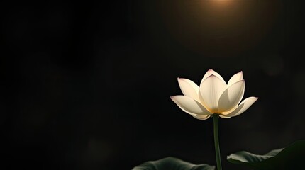 Single white lotus flower with green stem on dark background