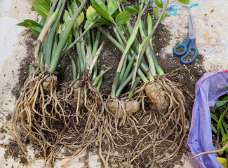 Root system with overgrown bulbs of indoor plant Zamioculcas Zamiifolia, replanting of dollar tree, spring repotting houseplant on floor with ground, transplanting plants at home,propagation by tubers