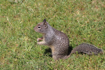 Squirrel eating a nut in a field in the United States.