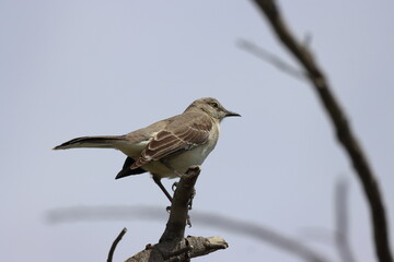 Northern mockingbird, Calidris alba, single bird on branch, California,USA.