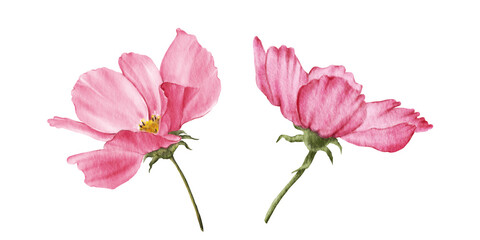 Set of pink cosmea flowers. Watercolor illustrations of cosmos flowers isolated on white