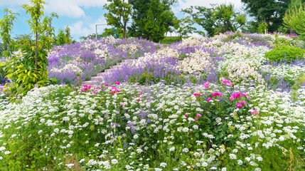 様々な草や花が咲き乱れる庭園（神奈川県綾瀬市 光綾公園「あやせローズガーデン」）　
A garden where various grasses and flowers bloom. 
(Ayase Rose Garden, Kouya Park, Ayase City, Kanagawa Prefecture)