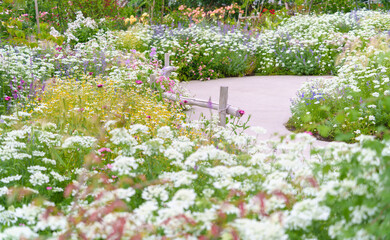 様々な草や花が咲き乱れる庭園の遊歩道（神奈川県綾瀬市 光綾公園「あやせローズガーデン」）　
A promenade in the garden where various grasses and flowers bloom. 
(Ayase Rose Garden, Kouya Park, Ayase City, Kanagawa Prefecture)