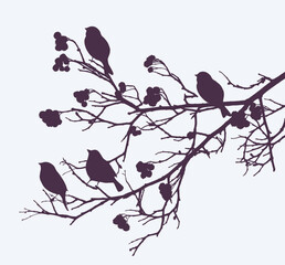 Silhouettes of rowan branches with ripe berries bunches, sparrows birds, vector illustration