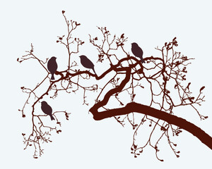 Silhouettes sparrow birds on tree branch in spring, vector illustration