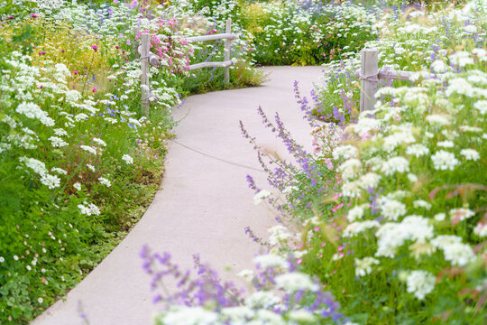 様々な草や花が咲き乱れる庭園の遊歩道（神奈川県綾瀬市 光綾公園「あやせローズガーデン」）　
A promenade in the garden where various grasses and flowers bloom. 
(Ayase Rose Garden, Kouya Park, Ayase City, Kanagawa Prefecture)