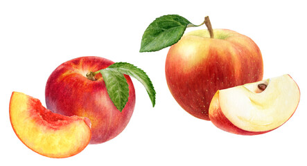 Watercolor Illustration of Red Apples, peach nectarine with Leaf and Slice