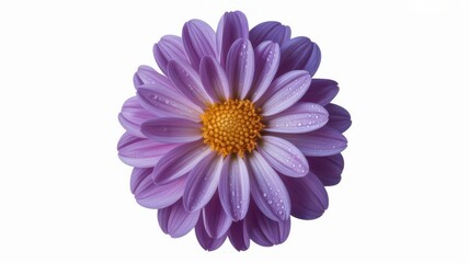 Fototapeta premium Radiant Purple Dahlia Blooming Brightly in Morning Light Beauty
