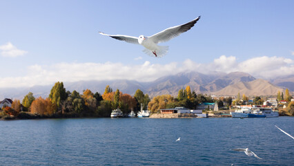 flock of seagull flying near the tourboat in Issue-kul lake