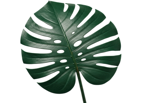 Isolated Lush Green Monstera Leaf with Natural Perforations
