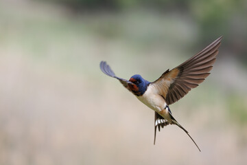 Barn swallow ( Hirundo rustica) portrait in Spain