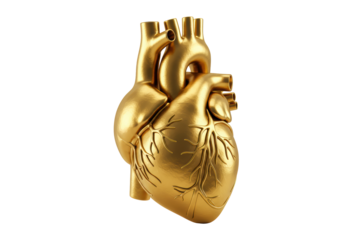 Isolated Anatomical Human Heart Sculpture in Gleaming Gold