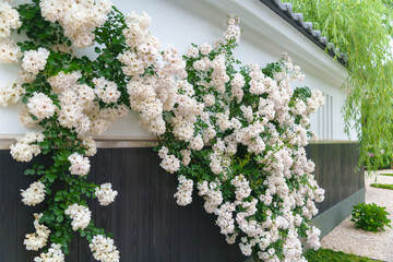 白いモッコウバラが美しい、日本の古都をイメージした庭園。（神奈川県綾瀬市 光綾公園「あやせローズガーデン」）　
A garden with beautiful white bank's rose, inspired by the ancient capital of Japan.
(Ayase Rose Garden, Kouya Park, Ayase City, Kanagawa)