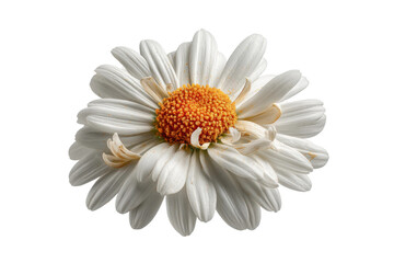 Fototapeta premium PNG Close-up of white daisy blossom with yellow center on black background
