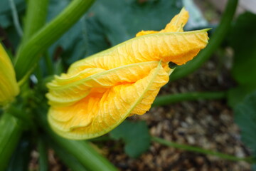 Blooming zucchini flower growing in vegetable garden