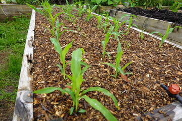 Young corn plants growing in raised garden bed with wood chips mulch