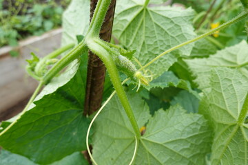 Young cucumber plant growing on metal pole in garden