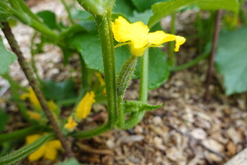 Small cucumber growing on vine with yellow flower