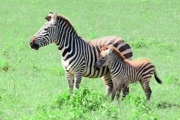 Zebra and its calf - in natural habitat in Kenya