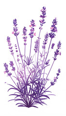 Fototapeta premium vibrant lavender artwork with pastel tones, illustrated lavender plant in purple hues, botanical lavender illustration on white background
