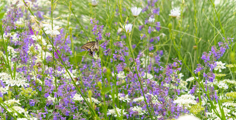 ブルーキャットミントの花の蜜を吸うアゲハ蝶　
Swallowtail butterfly sucking...