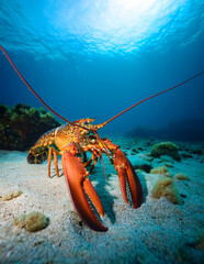 A lobster crawling along the ocean bottom