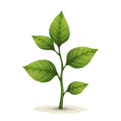 green plant isolated on white