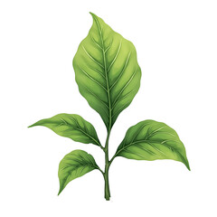 green leaf isolated on white