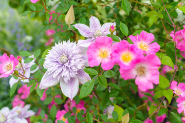 薄紫色の八重咲のクレマチスとピンクのつるバラ　
Light purple double-flowered clematis and pink vine roses
