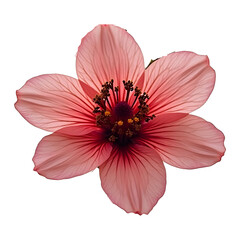 red dahlia flower
