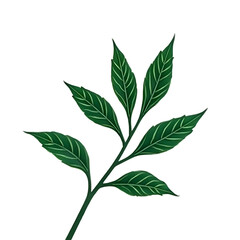 green leaves isolated on white background