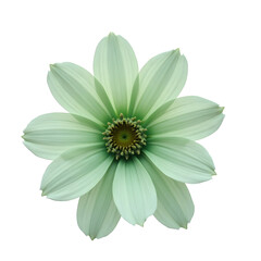 daisy flower isolated on white