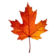 autumn maple leaf